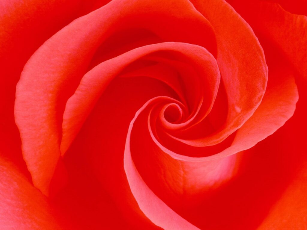 Stunning Red Rose Close-Up: Delicate Swirls for Vibrant Wallpaper