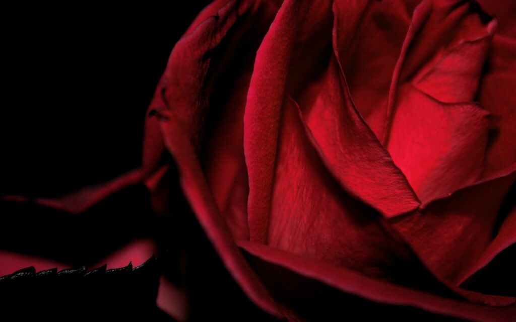 Vibrant Red Rose Close-Up Wallpaper: Delicate Petals & Texture