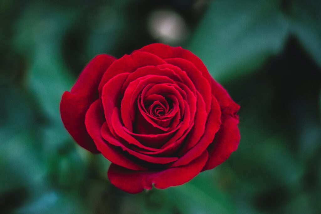 Vibrant Red Rose Close-Up Wallpaper on Soft Green Background