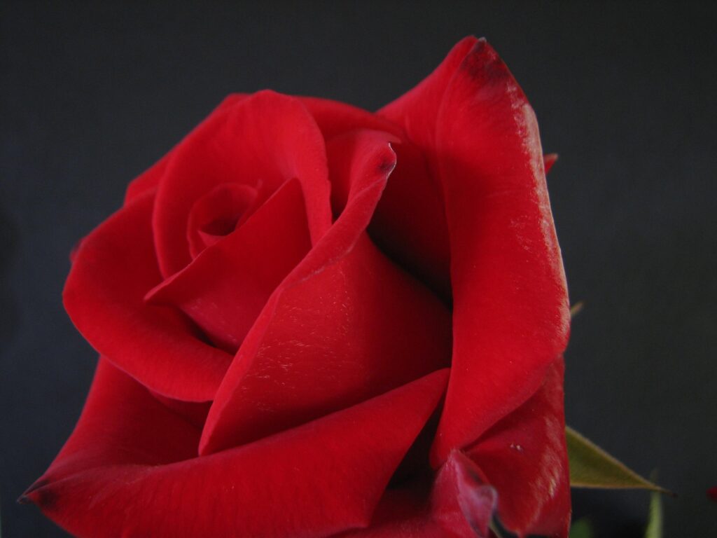 Vibrant Red Rose Close-Up Wallpaper: Intricate Petal Details