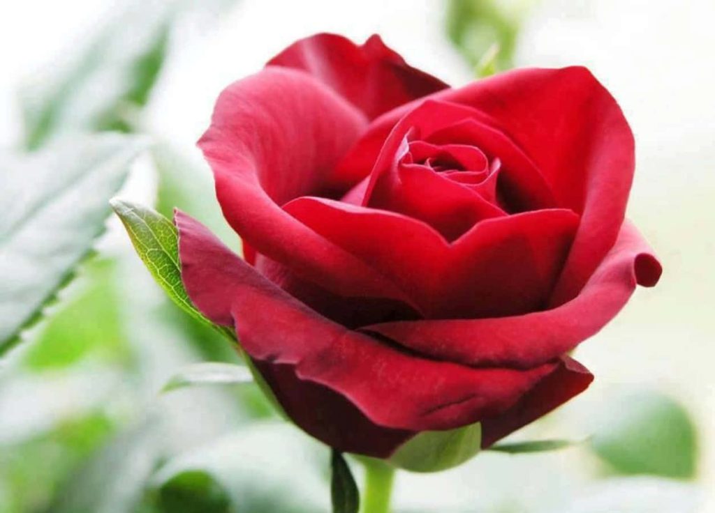 Close-up of vibrant red rose in full bloom with soft light and blurred green foliage background Wallpaper