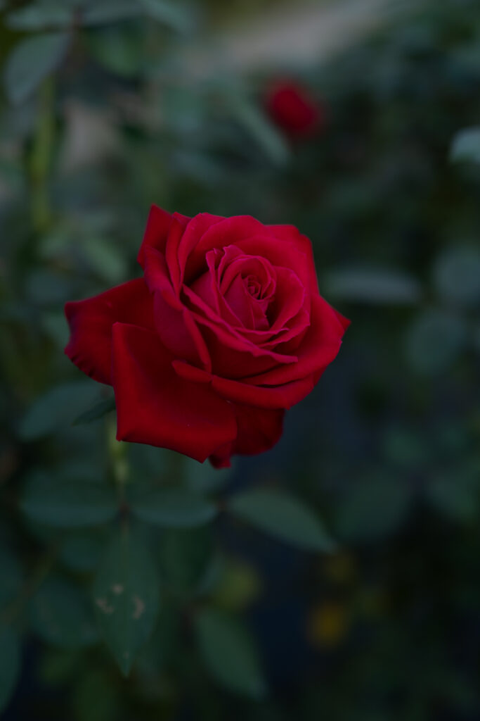 Vibrant Red Rose Close-Up Wallpaper with Blurred Green Background
