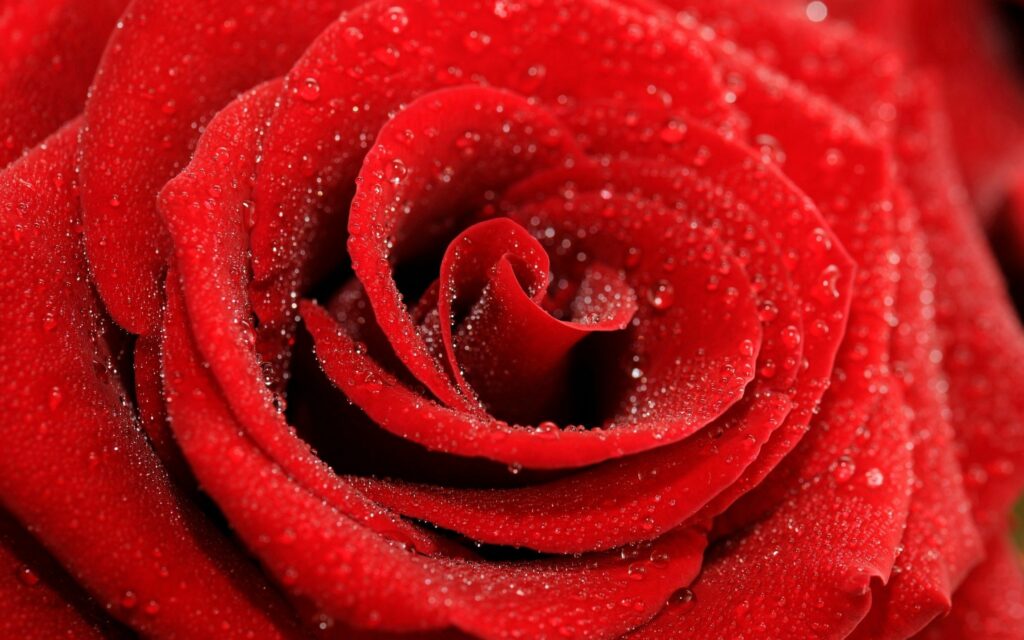 Vibrant Red Rose Close-Up: Elegant Water Droplets Wallpaper