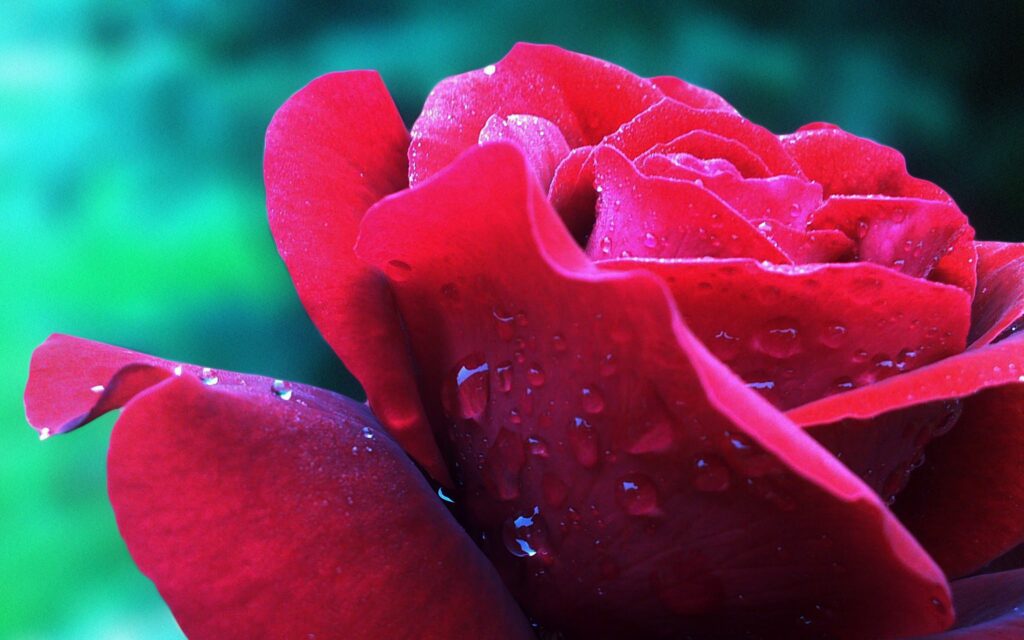 Stunning Red Rose Close-Up with Water Drops - Wallpaper Background