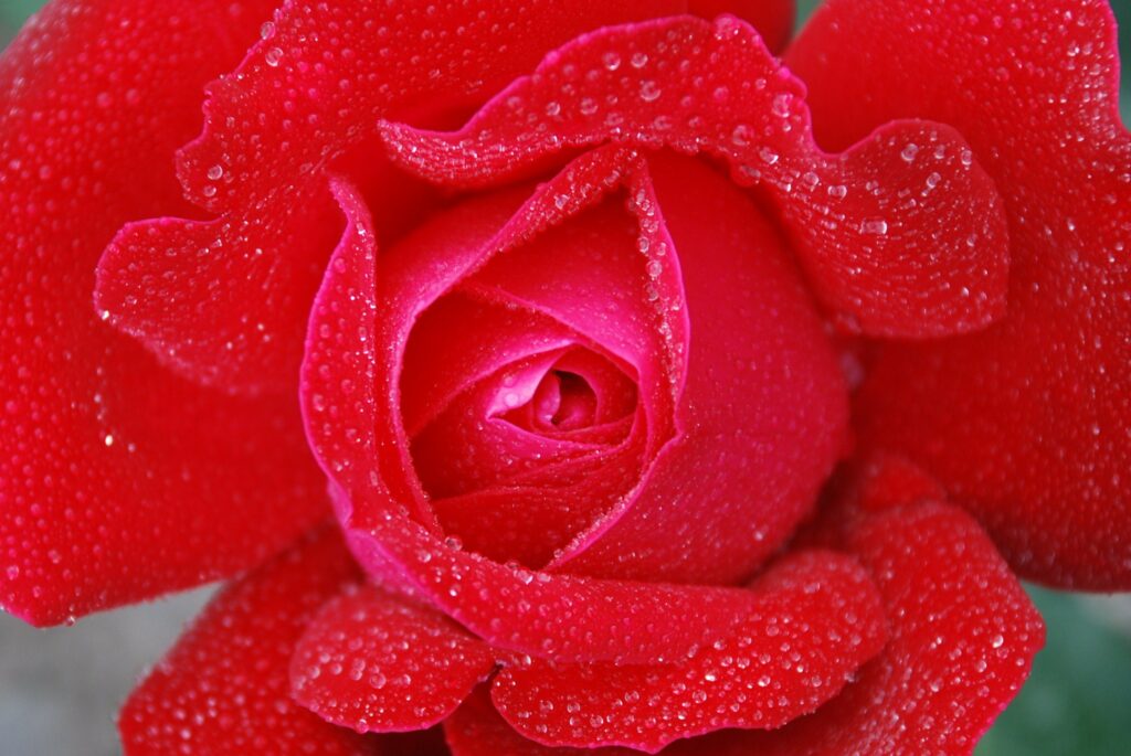 Vibrant Red Rose Close-Up with Sparkling Droplets - Wallpaper Background