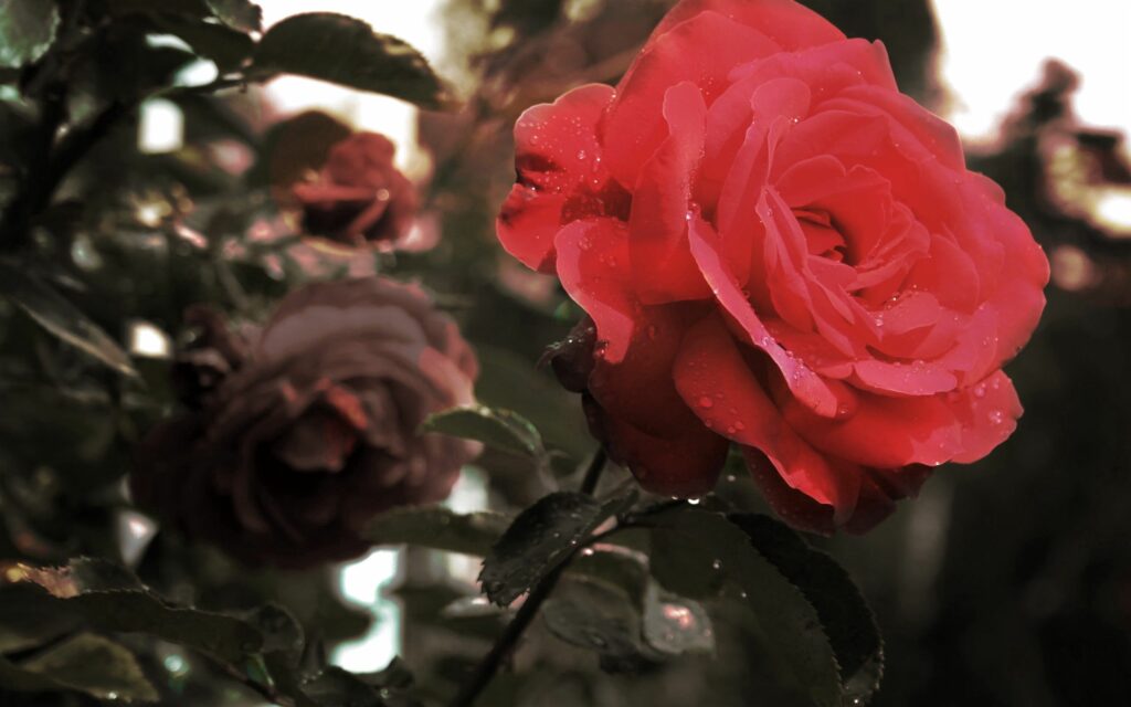 Vibrant Blooming Red Rose Close-Up: Nature's Water Droplet Wallpaper