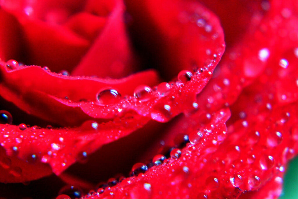 Vibrant Red Rose Close-Up with Water Droplets - Captivating Wallpaper