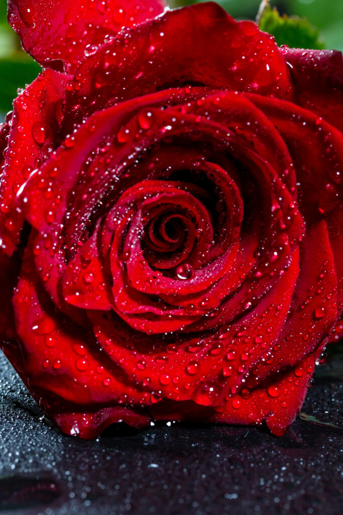 Fresh Red Rose Close-Up with Water Droplets - Stunning Wallpaper