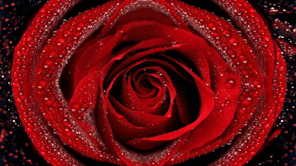 Vibrant Red Rose Close-Up with Water Droplets - Wallpaper Background
