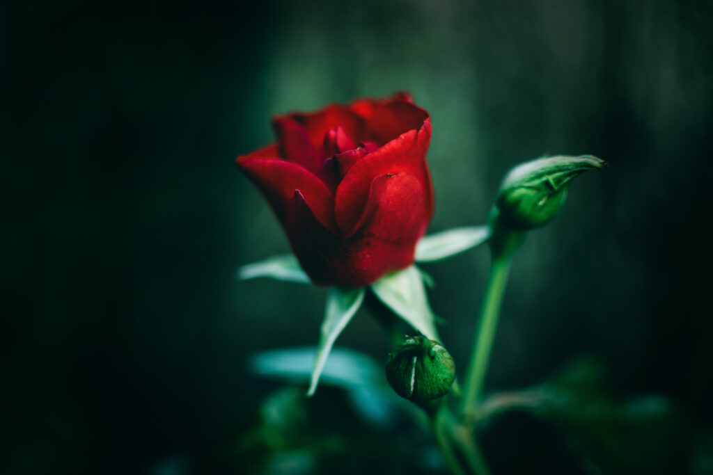 Close-Up Red Rose Wallpaper: Delicate Elegance for Your Screen