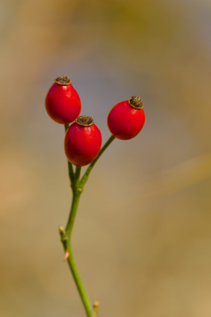 Vibrant Red Rose Hips on Green Stem - Autumn Wallpaper Background