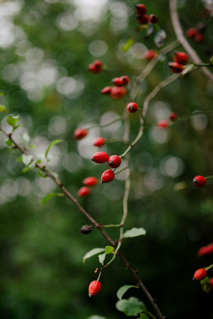 Vibrant red rose hips on slender branches with lush green foliage soft focus nature wallpaper