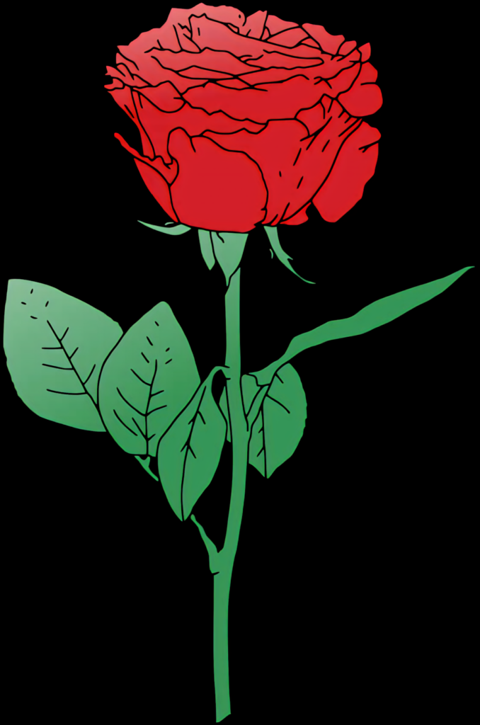 Vibrant Red Rose Illustration on Transparent Background for Art Wallpaper