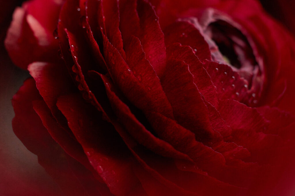 Stunning Red Rose Macro Image with Water Droplets for Wallpaper