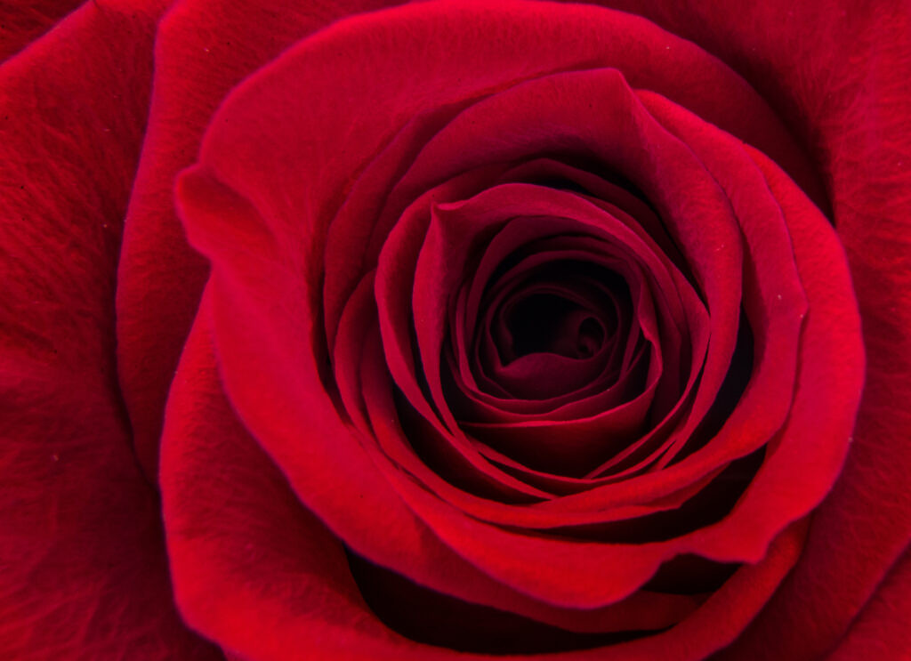 Vibrant Red Rose Macro: Intricate Velvety Petals Wallpaper Background
