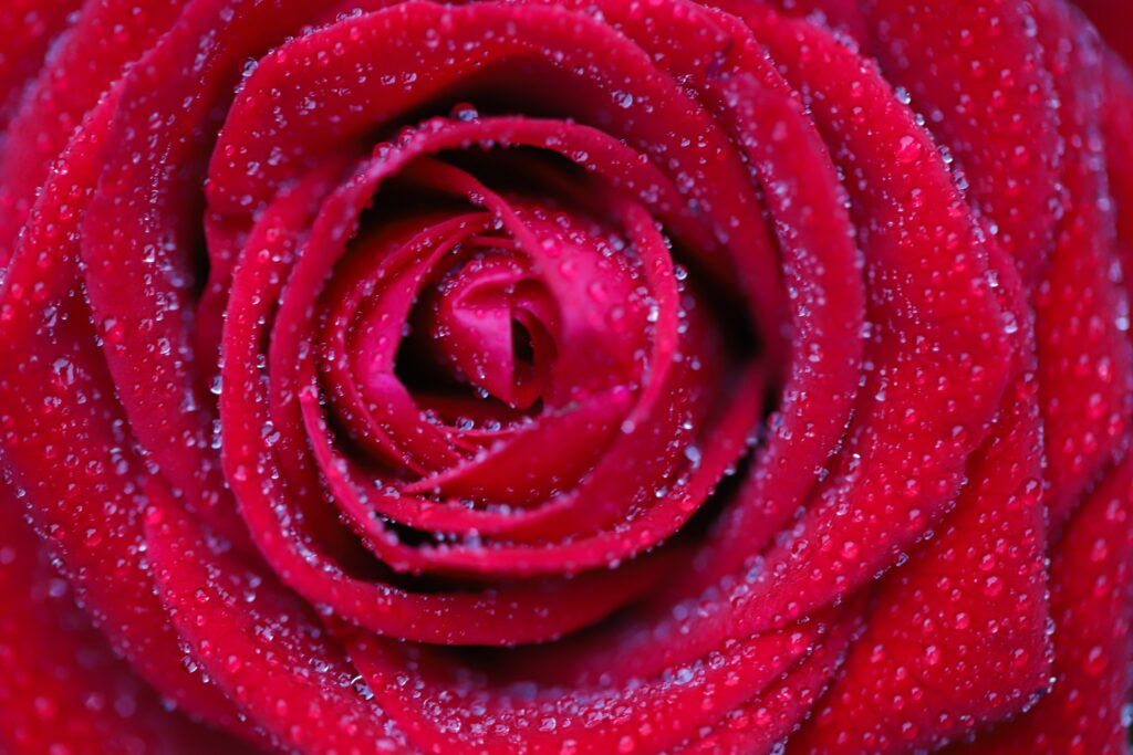 Vibrant Red Rose Macro Wallpaper: Nature's Beauty in Detail