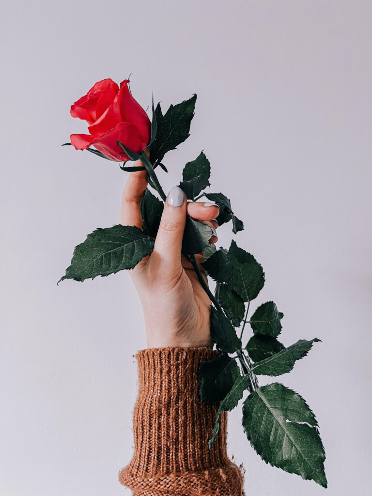 Vibrant Red Rose in Hand Against Neutral Background – Striking Contrast Wallpaper