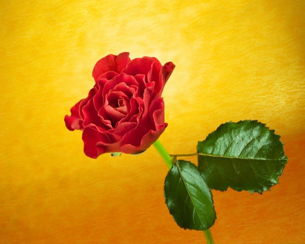 Vibrant Red Rose Wallpaper: Bold Contrast on Golden Background