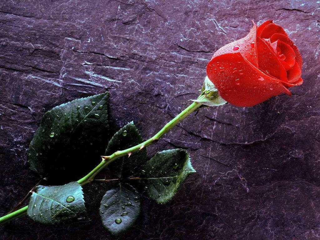 Vibrant dew-kissed red rose on dark textured slate background high-quality macro wallpaper