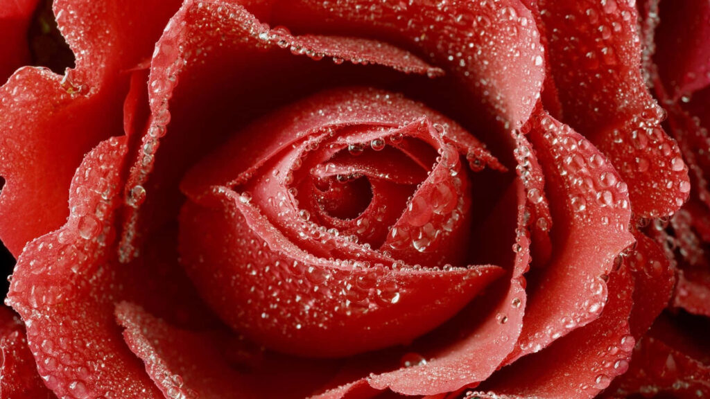 Close-Up of Vibrant Red Rose with Dewdrops - Stunning Floral Wallpaper