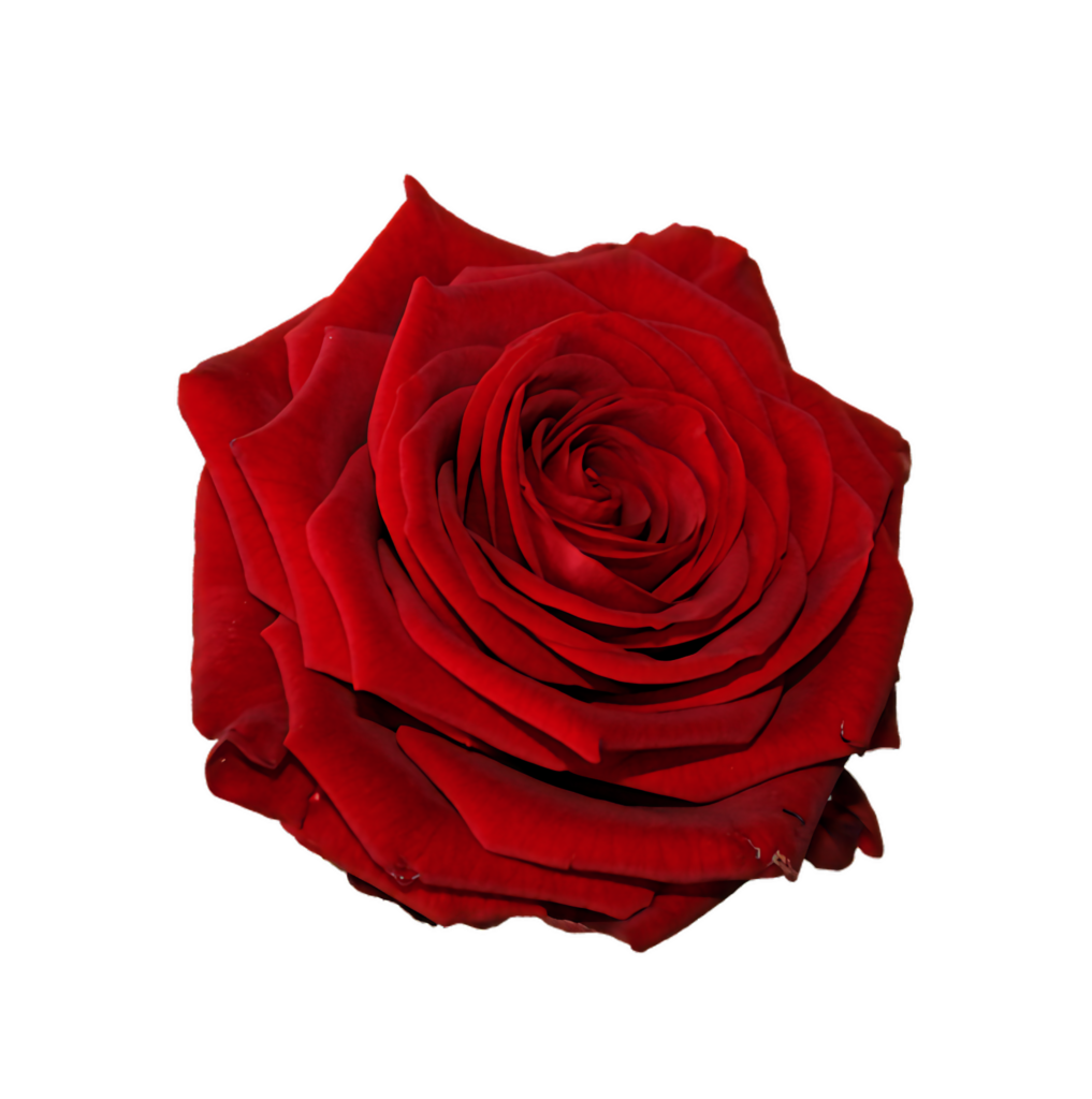 Vibrant Red Rose Wallpaper on Transparent Background - Nature's Beauty