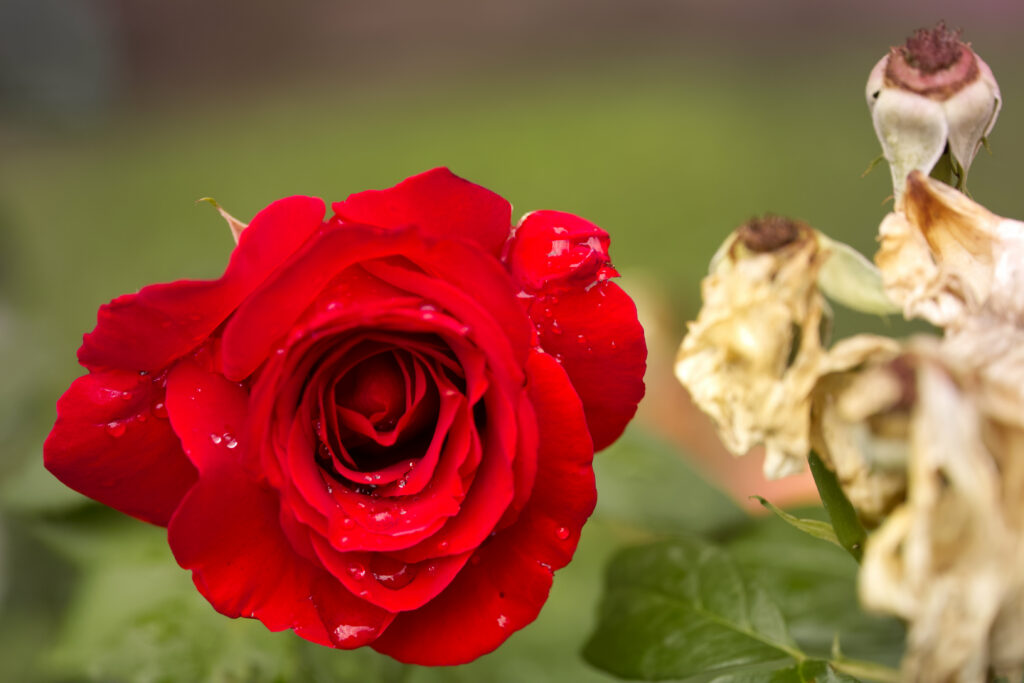 Vibrant Red Rose Macro Wallpaper with Water Droplets & Green Background