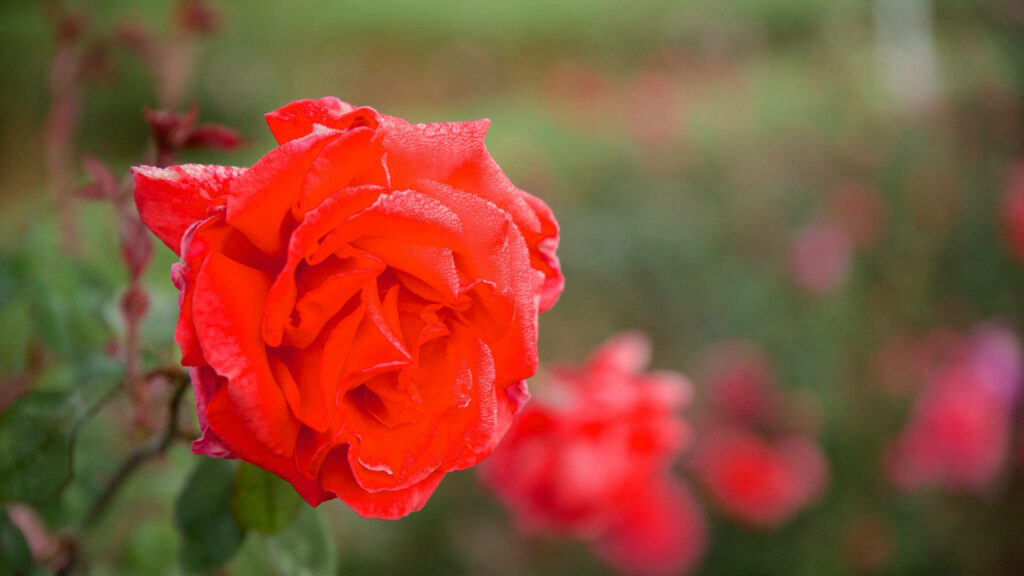 Vibrant Red Rose in Bloom - Stunning Spring 2560x1440 Wallpaper