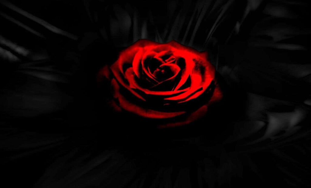 Vibrant Red Rose Against Dark Background: Striking Contrast Wallpaper