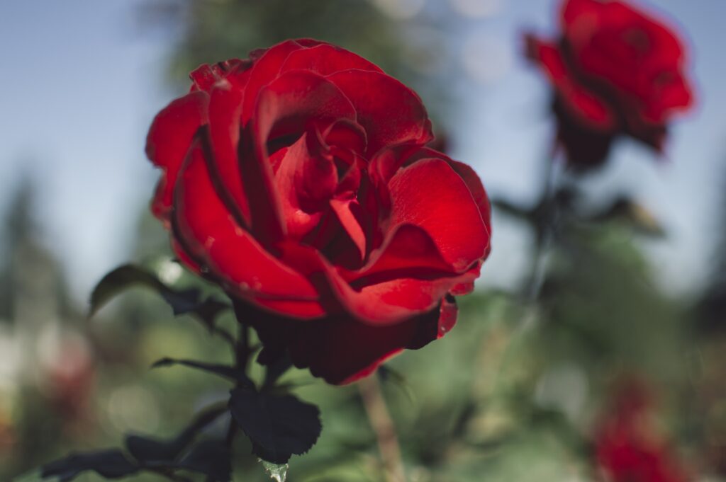 Vibrant Red Rose Wallpaper: Striking Floral Centerpiece on Dark Background