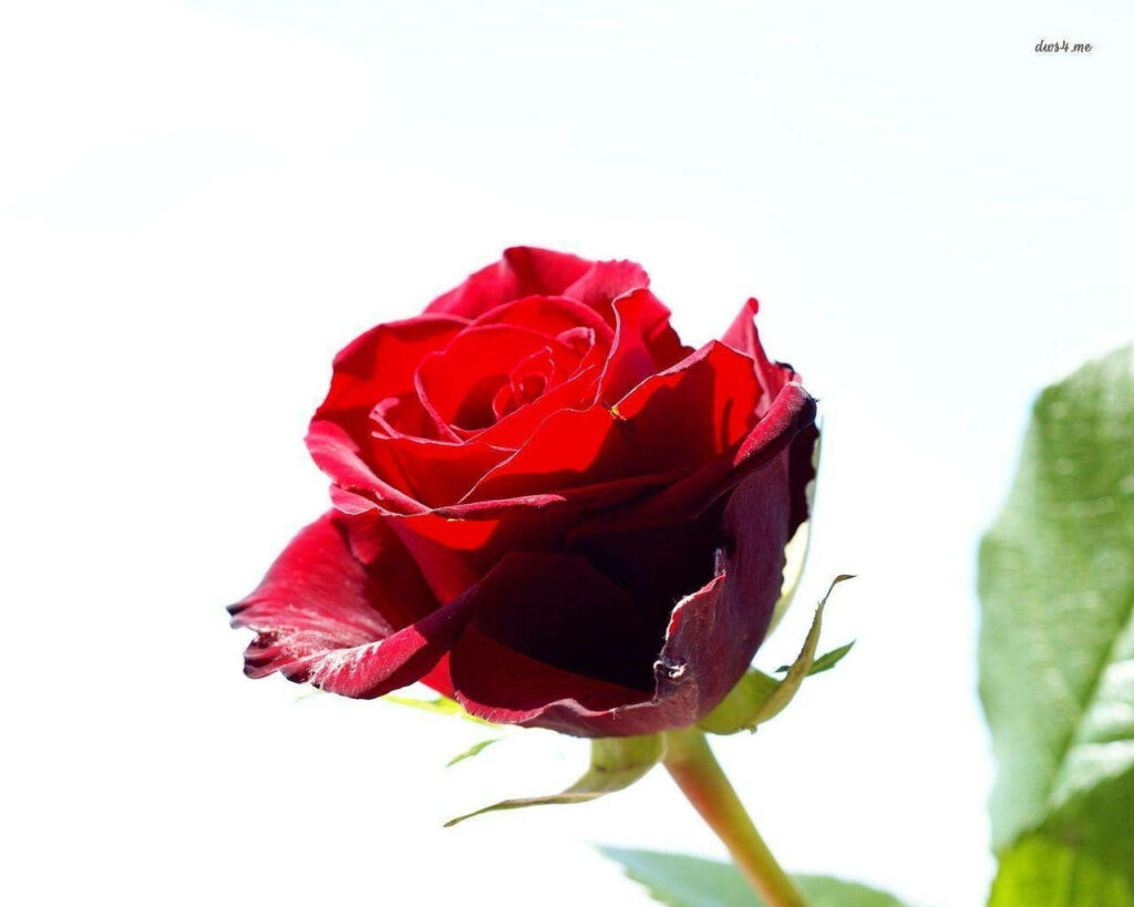 Vibrant Red Rose Stem Against Bright Background - Delicate Petals Wallpaper
