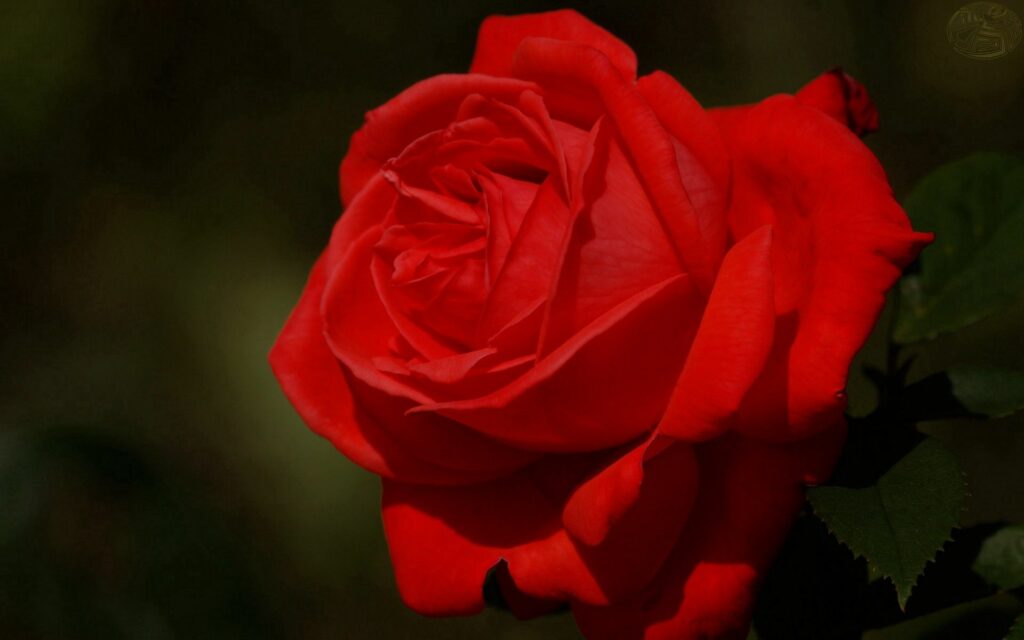 Vibrant Red Rose Wallpaper: Stunning Floral Background