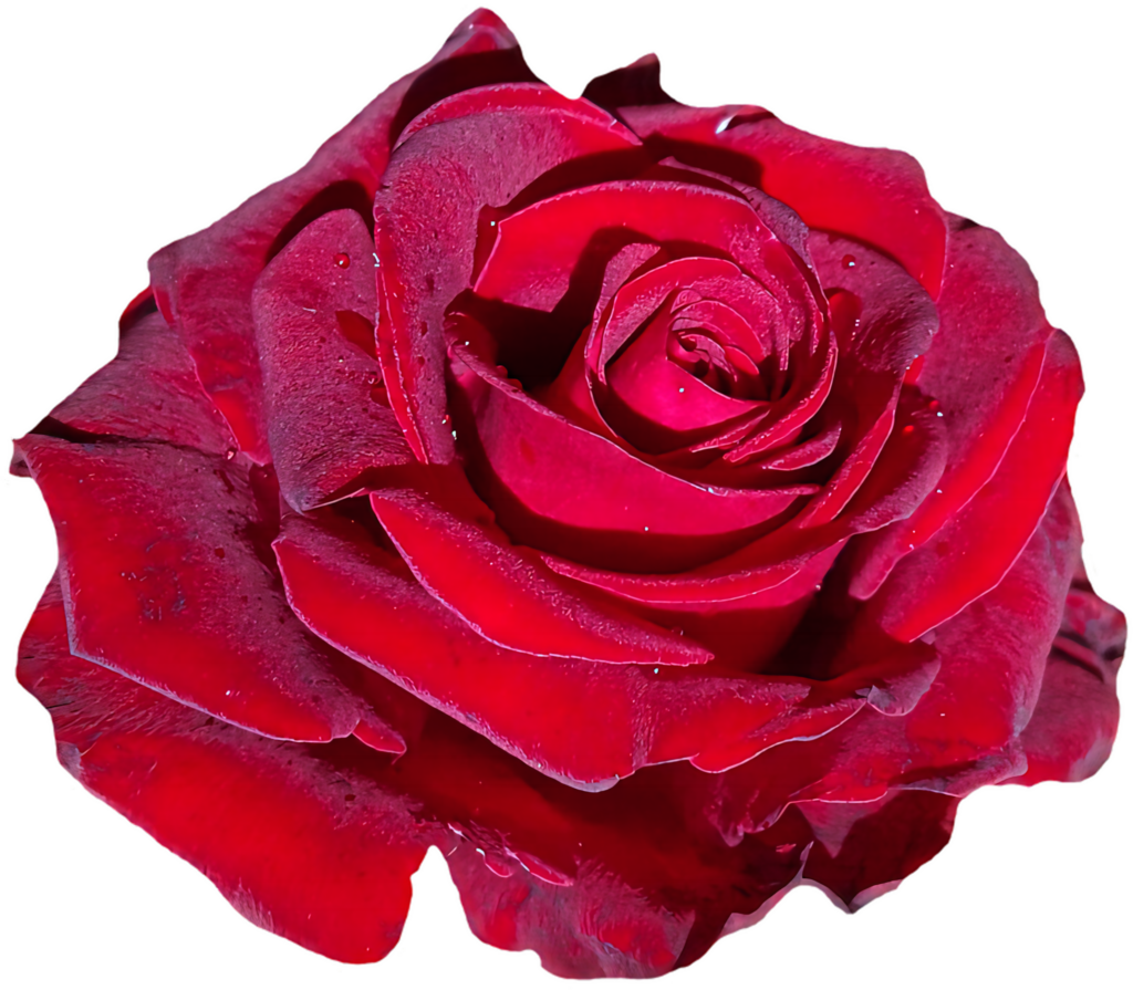 Vibrant Red Rose in Full Bloom on Transparent Background - Elegance Captured Wallpaper