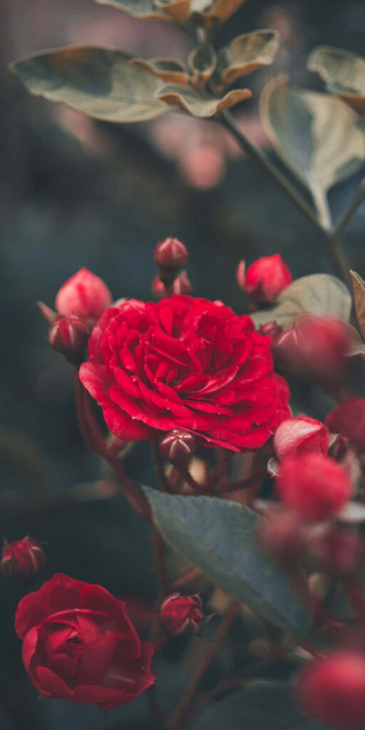 Vibrant Red Rose Wallpaper with Buds on Soft Green Blur Background