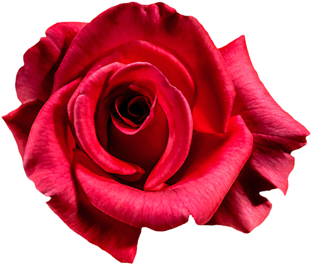 Vibrant Red Rose: Stunning Petals Isolated on Clean Background Wallpaper