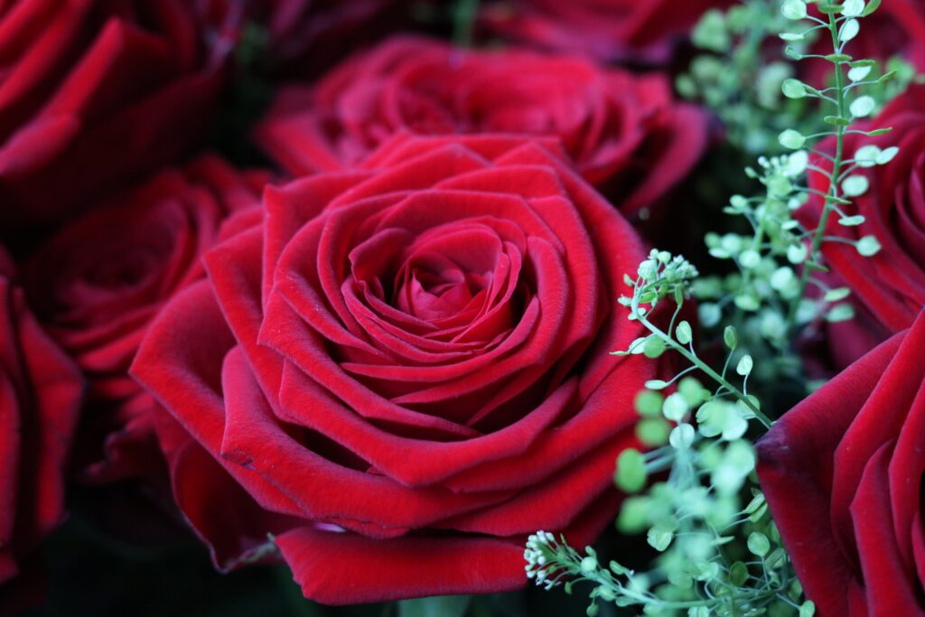 Elegant Red Rose Close-Up Wallpaper with Lush Greenery Background