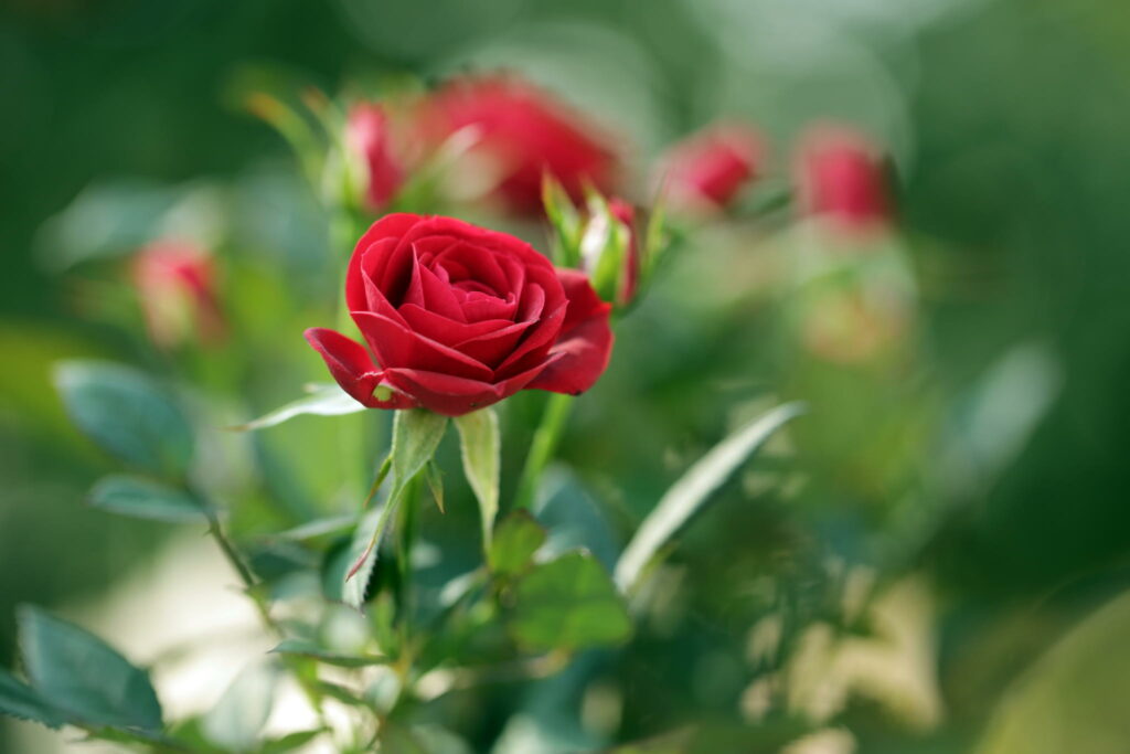 Vibrant Red Rose Wallpaper: Stunning 2048x1365 Floral Art