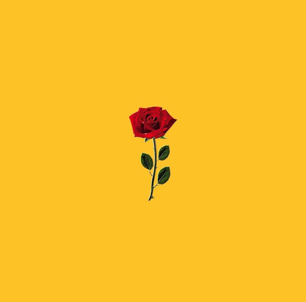 Vibrant Red Rose Wallpaper on Bright Yellow Background