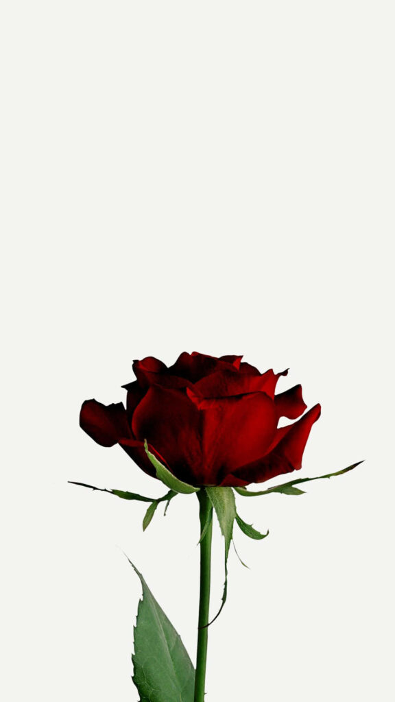 Vibrant Red Rose Wallpaper on Clean White Background – Elegant Beauty