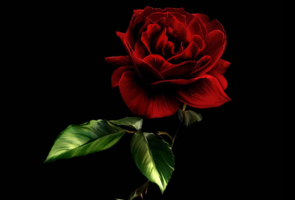 Elegant Red Rose Wallpaper on Bold Black Background