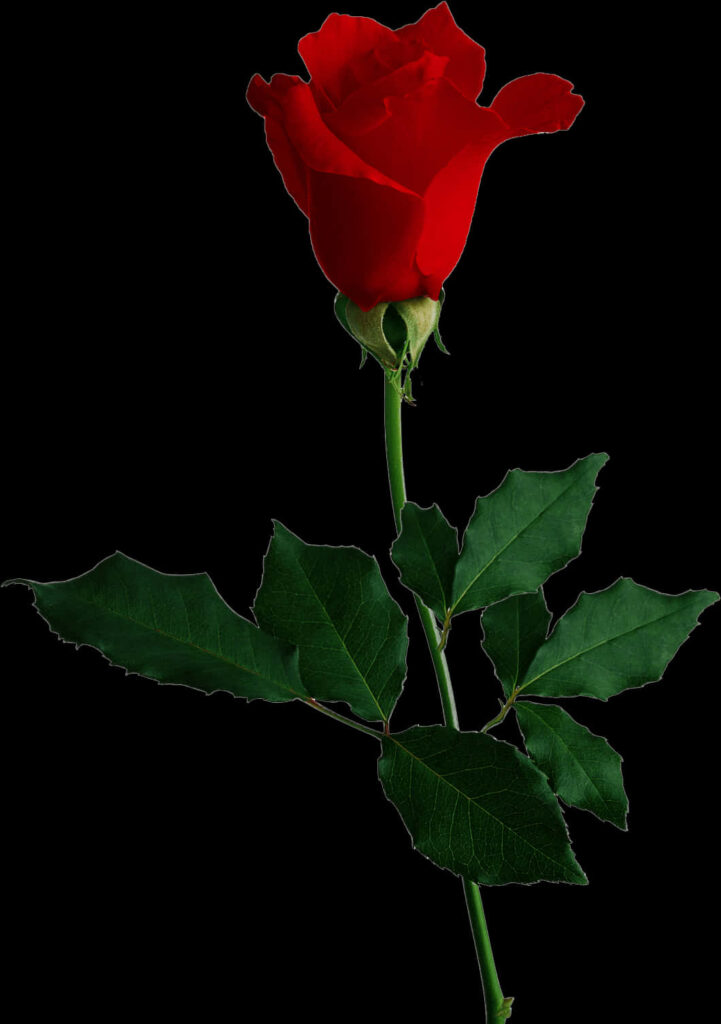 Stunning Red Rose Wallpaper on Deep Black Background