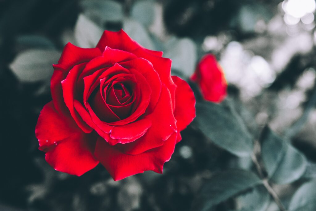 Vibrant Red Rose Wallpaper - Delicate Petals & Blurred Background