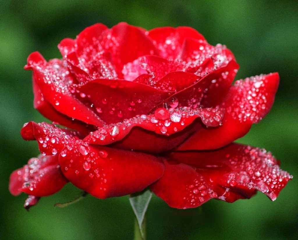 Vibrant red rose with sparkling dew drops in sharp focus against soft green garden background Wallpaper
