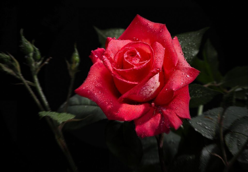 Vibrant Red Rose Wallpaper with Dewdrops and Elegant Dark Background