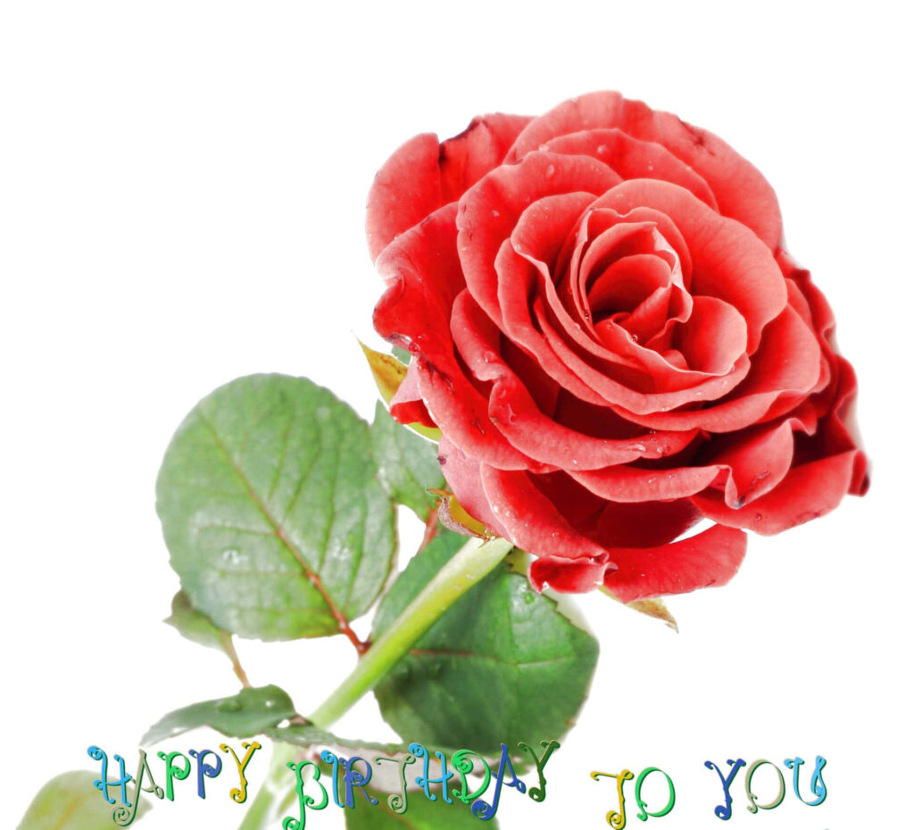Vibrant Red Rose Wallpaper with Happy Birthday Text on White
