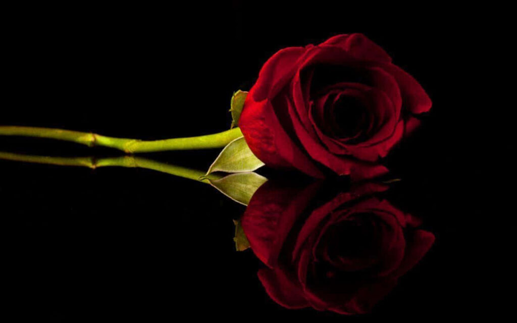 Elegant Red Rose Wallpaper on Black Background with Reflection
