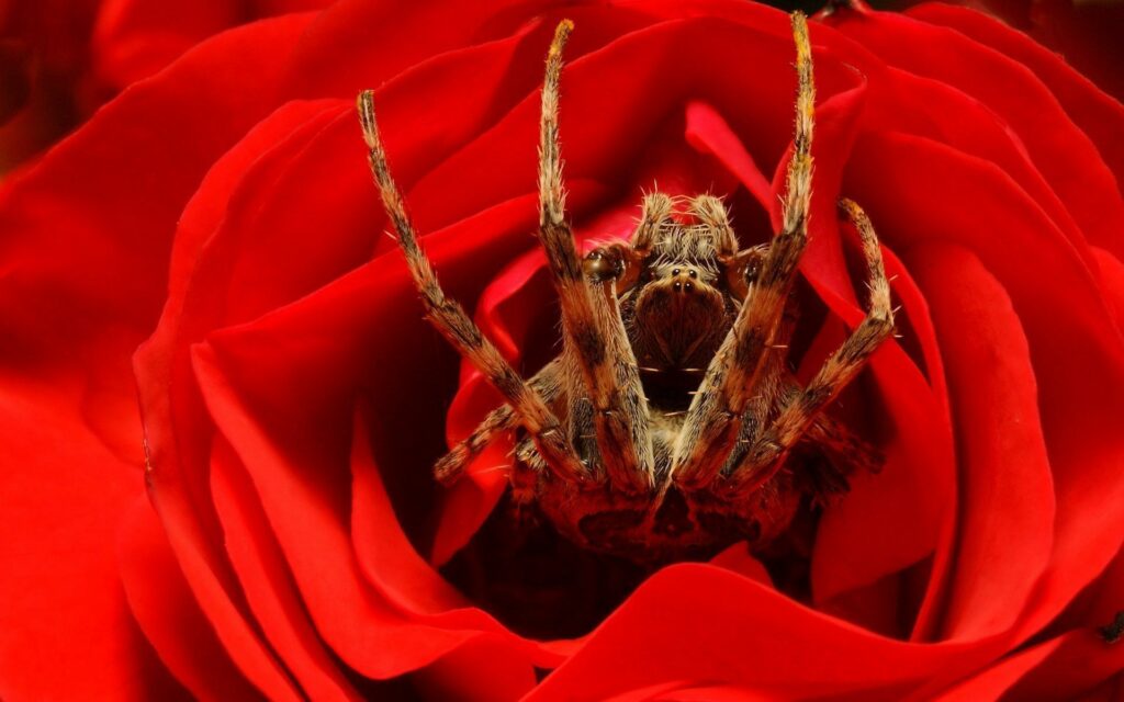 Stunning Red Rose Close-Up Wallpaper with Spider Detail