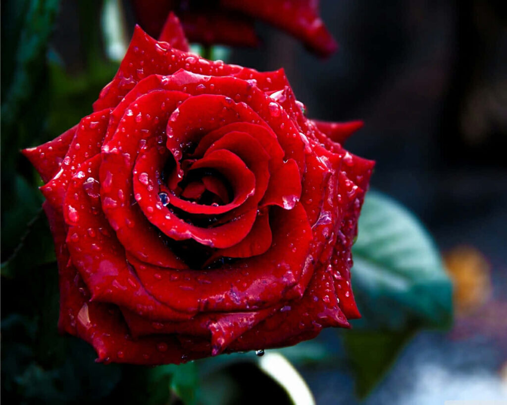 Vibrant Red Rose Wallpaper with Water Droplets | Soft-Focus Background
