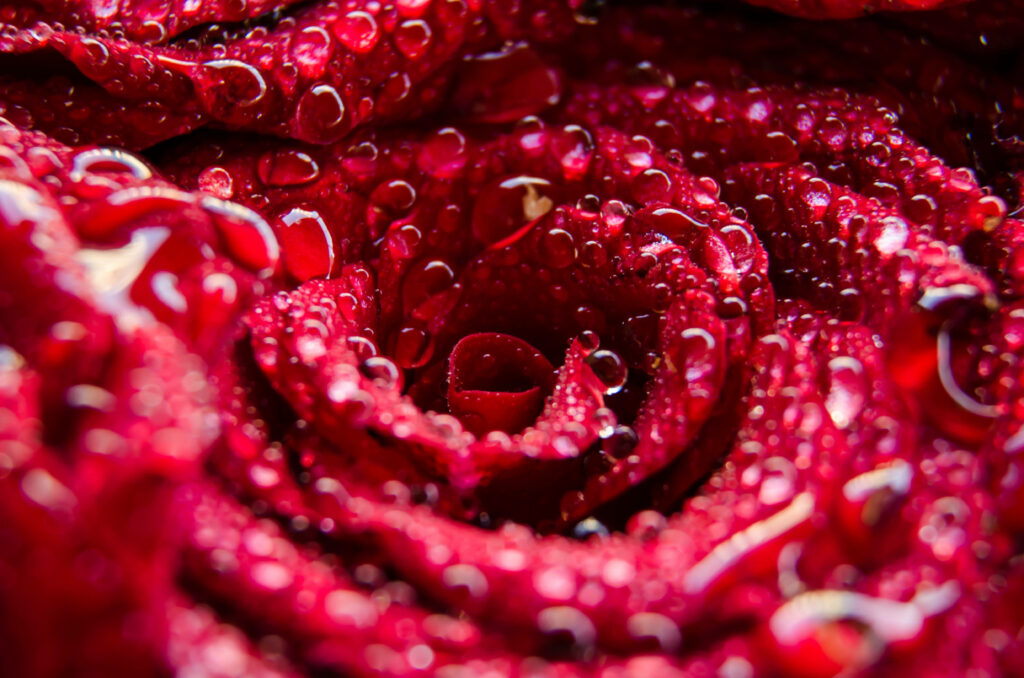 Close-Up of a Vibrant Red Rose with Dew: Elegant Wallpaper Background