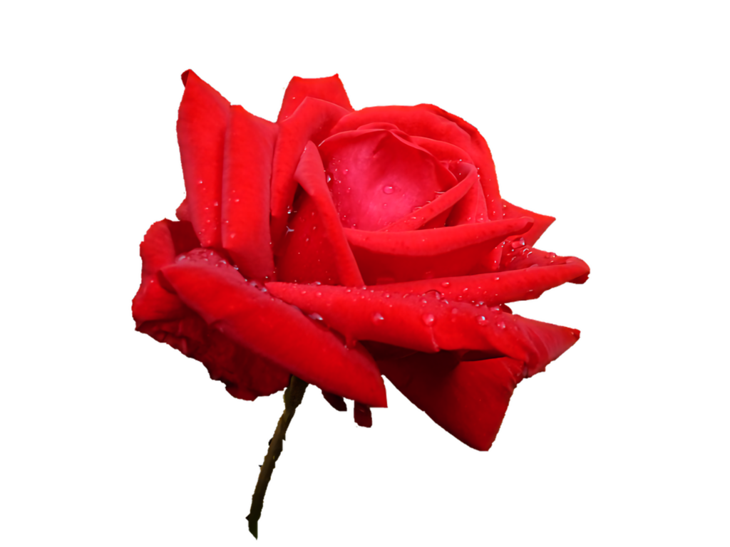 Vibrant Red Rose with Water Droplets on Transparent Background Wallpaper