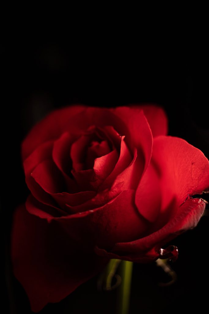 Close-up vibrant red rose on black background iPhone wallpaper elegant romantic screen design